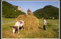 Les foins cheval charette