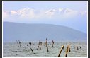 Cormorans